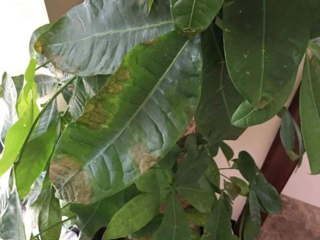 栀子花叶子发黄是什么原因，栀子花叶子发黄的原因是什么（栀子花叶子发黄）