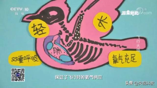 鸵鸟为什么不可以飞翔，鸵鸟为什么不能飞翔（鸵鸟不会飞的奥秘）