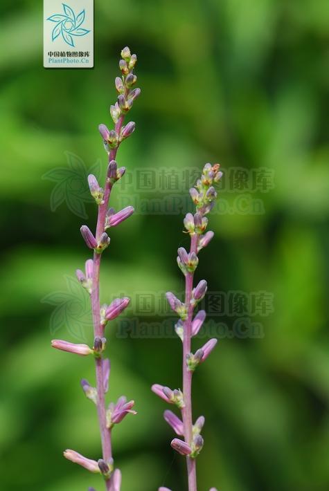 本草图经作者是谁，《本草图经》的作者（芎藭 蘼蕪 藁本）