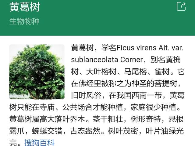 黄葛树和黄桷树的区别，黄葛树（黄葛树图片）