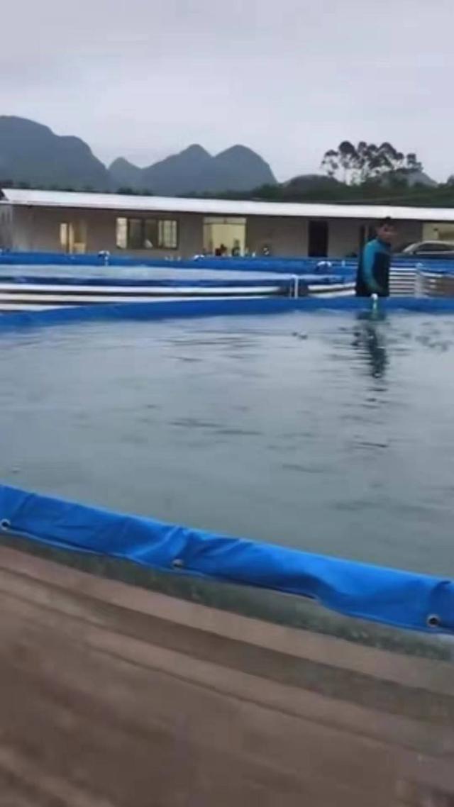 如何才能养好淡水虾，海水虾用淡水养怎么养（养虾如何调水才更好养）