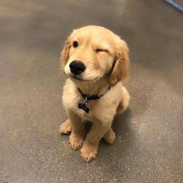 可爱的笑容，微信头像，可爱的笑容（单身狗子头像自拍）