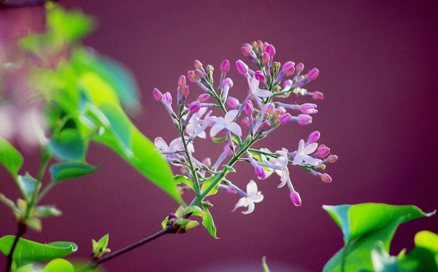 丁香花的寓意和象征，白丁香象征的寓意（古诗词里的丁香花）