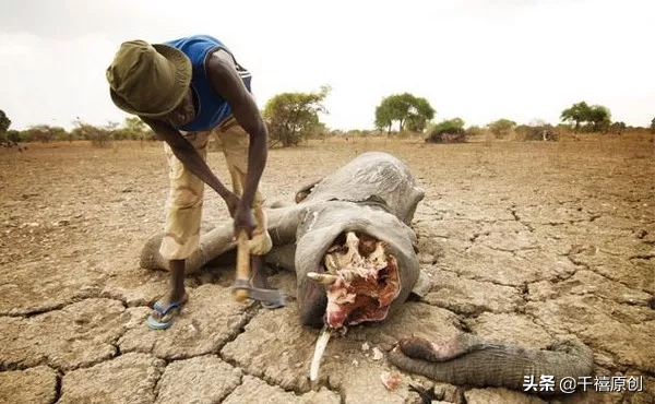 狼牙什么属相的人不能佩戴，不适合带狼牙的属相（这5种动物首饰你还敢戴）