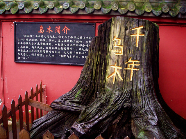 阴沉木市场价格，阴沉木价格！（40米阴沉木现身四川一工地）