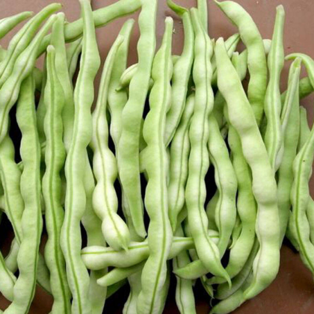 豆角的胎座是，。A.边缘胎座B.侧膜胎座C.中轴胎座D.特立中央胎座（种植豆角牢记以下5个要点）