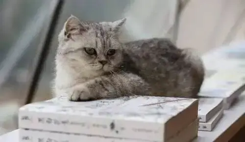 猫为什么不吃东西，猫为什么老是不吃东西是什么原因（猫咪厌食的几个原因你要了解一下）