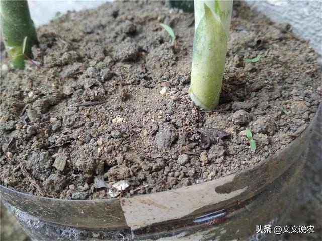 虎皮剑兰的养殖方法，虎皮剑兰的养殖方法和注意事项浇水（新手也能种好虎皮剑兰）