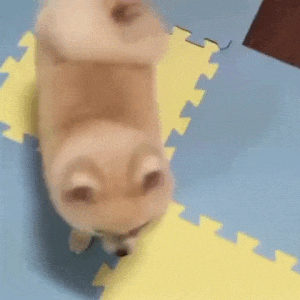 女生为什么不能养博美，博美和人一起睡的危害（我劝你不要养“博美犬”）