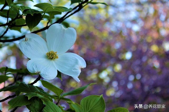 小花梾木的功效与作用，茉莉花的功效（<lai>木的四季）