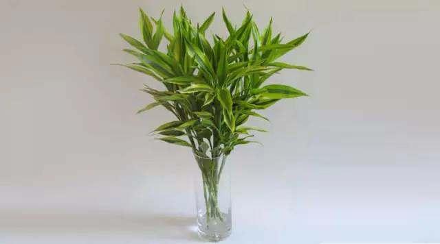 每个属相的招财花，十二属相的招财花（你的生肖养什么植物最旺你）