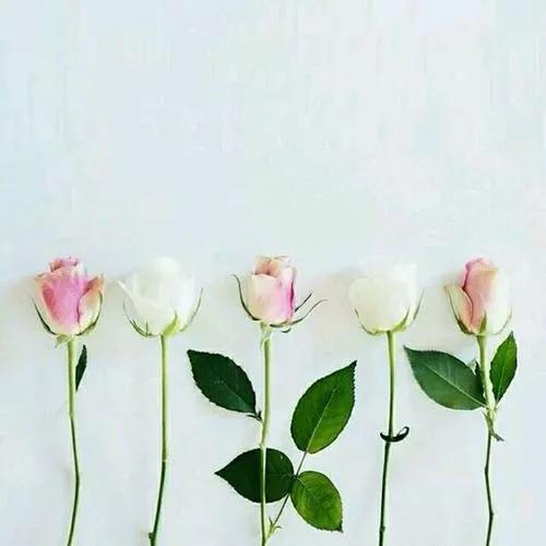 人外有人天外有天的意思，人外有人天外有天是成语吗（要尽力而为，更要量力而行）