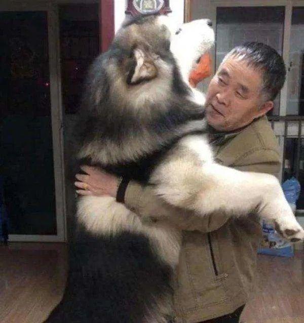 雪橇犬三傻是哪三傻，雪橇三傻分别是什么狗（“雪橇三傻”到底谁最“傻”）