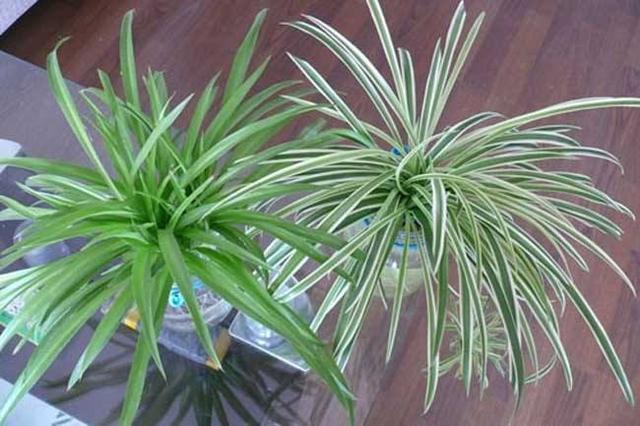 吊兰图片，最受欢迎的4种吊兰（吊兰开花的图片）