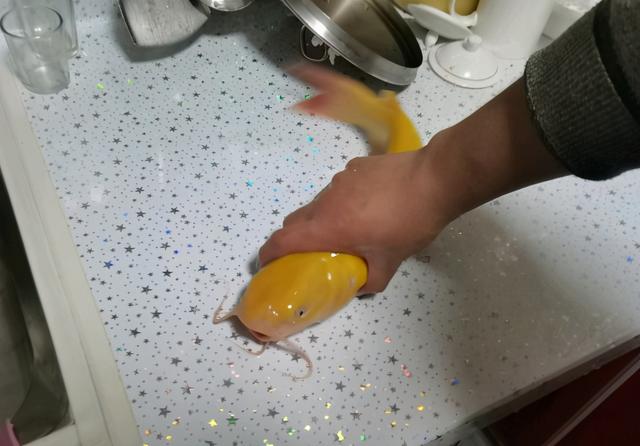 鮰鱼和鲶鱼的区别，如何区别鮰鱼与鲶鱼（钓起罕见的金色“鮰鱼”）