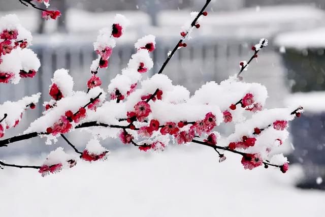 雪梅的作者是谁，雪梅的作者是卢什么（曾一日连发三封信寻相关诗作）