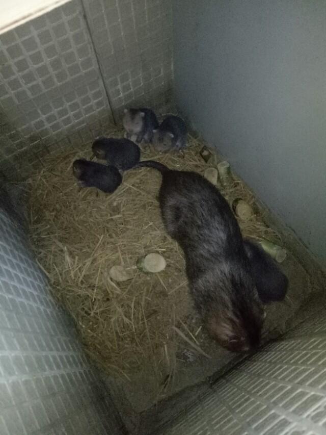 竹鼠养殖技术视频，竹鼠养殖技巧（养殖竹鼠怎样才能赚钱）