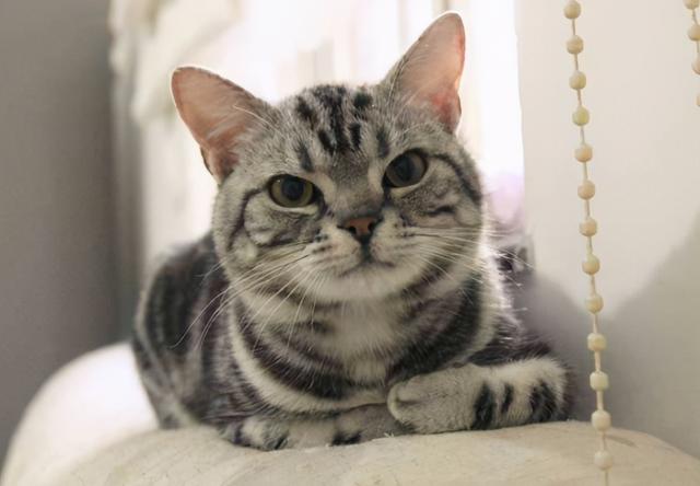 猫品种大全及图片，猫有哪些种类（养猫“首选”这7种品种）