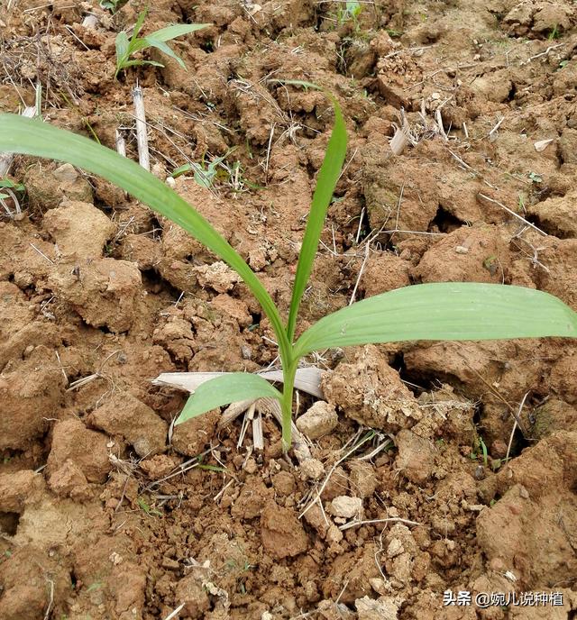 白芨种植前景如何，白芨的种植条件和环境（农村一种作物）