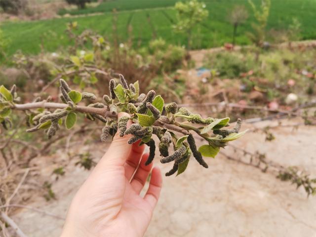 构树穗怎么吃，春天最“低调”的野菜（构树穗怎么吃法视频）