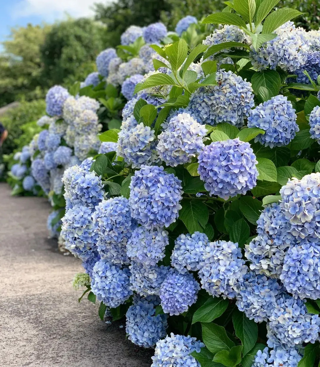 绣球花最经典的30个品种，绣球花最经典的30个品种是（绣球花热门的7个品种）