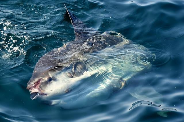 翻车鱼是什么鱼，翻车鱼为什么叫翻车鱼（即使被啃食也不逃跑的翻车鱼）