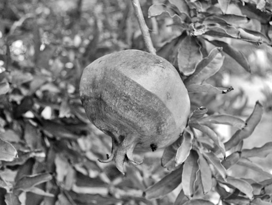 石榴果实腐烂病用什么药治,石榴果实常见病害的发生与防治