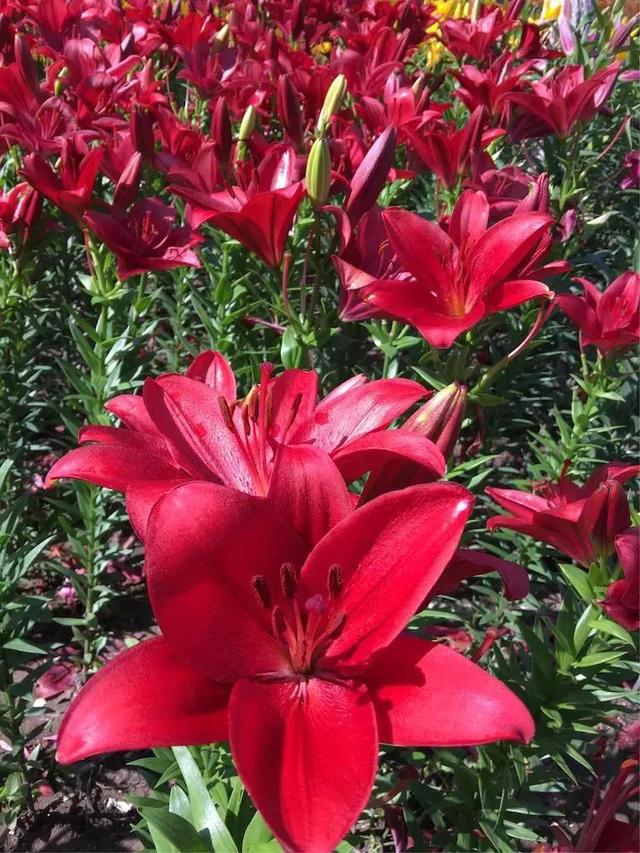 红百合花语介绍，红百合花语（吉祥如意的百合花为您盛开）