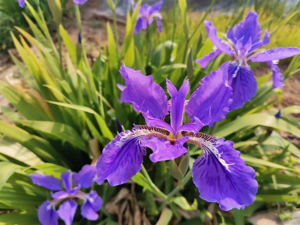 鸢尾花图片大全,野生鸢尾花到处是