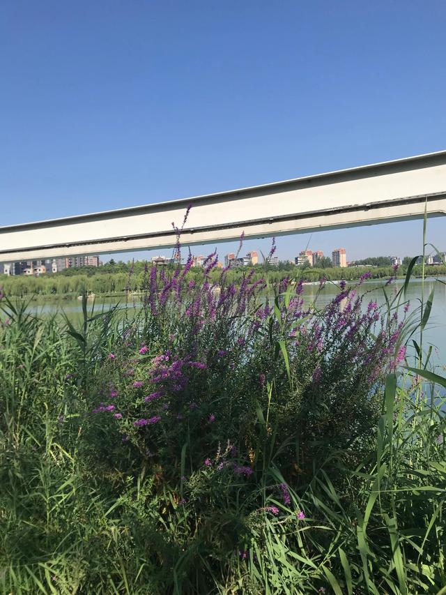 西安南湖公园开放吗，西安南湖公园景点介绍（晨练只能跑马路了）