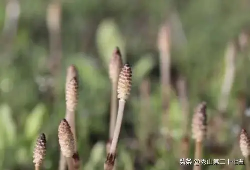 荆草生长的地方是有黄金吗，荆草为什么靠黄金生长（荆草靠黄金生长）