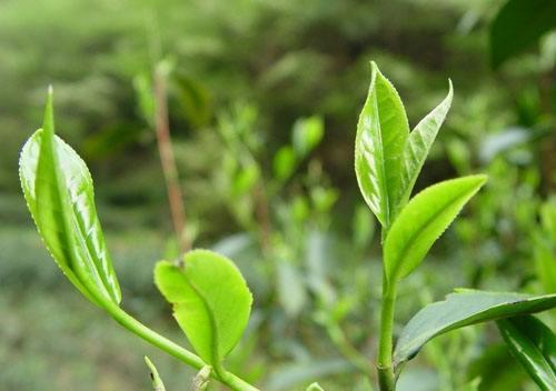 白露茶属于什么茶，白茶有几个品种（每天一点白茶小知识）