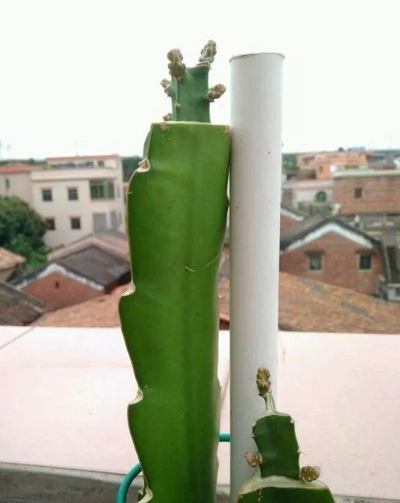 霸王花是火龙果的花吗，昙花、霸王花、火龙果花和令箭荷花的区别（奶奶把一根枝插土里）