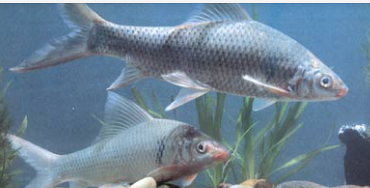 三叶唇鱼介绍，双唇鱼学名叫什么（鱼类：中国淡水鱼类图谱）