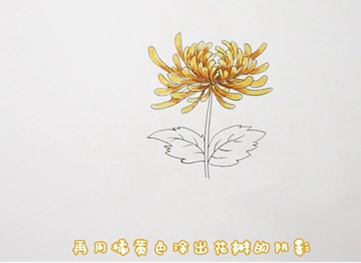 菊花简笔画，菊花简笔画视频（菊花简笔画：教程步骤简单）