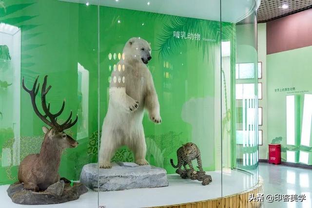 手不释卷的动物，手足之情的动物是什么生肖（世传王安石是獾转世投胎）