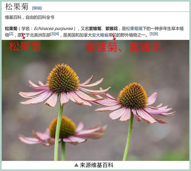 雅诗兰黛小棕瓶真假怎么辨别，雅诗兰黛小棕瓶怎样鉴别真假（不同的版本竟然真是不同的成分）