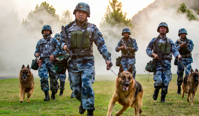 什么是纯种藏獒，原生藏獒vs纯种藏獒（现役军犬能打得过纯种藏獒吗）