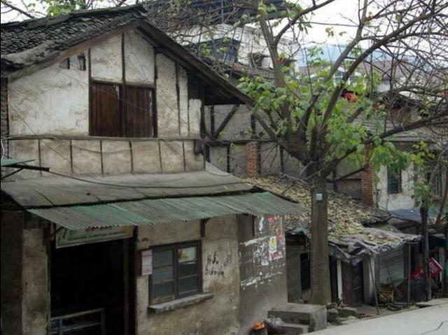 黄葛树和黄桷树的区别，黄葛树（黄葛树图片）