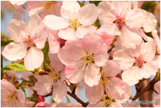 中国樱花有几个品种，中国樱花树品种（这81种樱花）