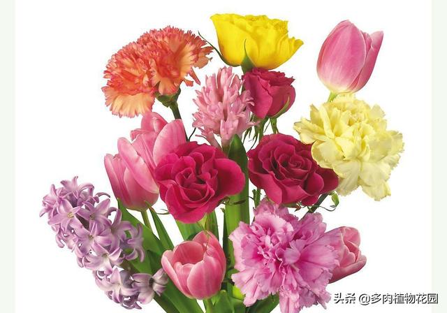 教师节送什么鲜花，教师节送什么鲜花给老师好（这些花表达了对老师最真的敬意）