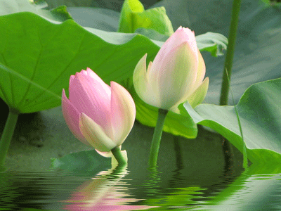 莲花的别称有哪些，莲花的别称有哪些拼音（ 太齐全太珍贵了）