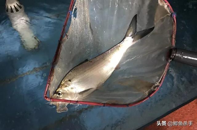 鱼胶界的王者—金钱鳘,金钱猛鱼的食物("花胶"之首黄唇鱼)