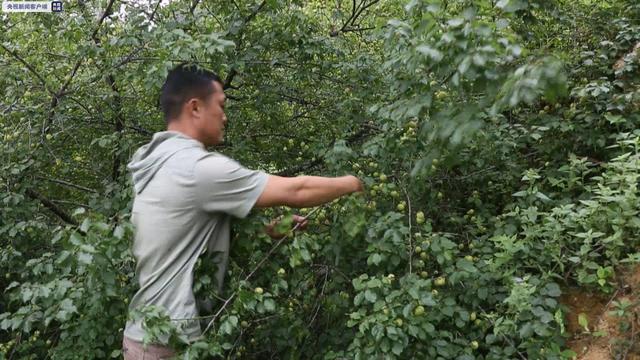 青梅什么时候成熟，青梅酒十大好处（广西大新：万亩青梅获丰收）
