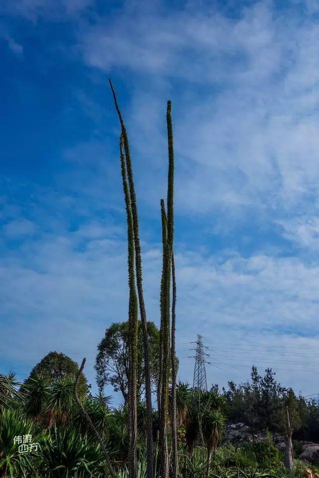 厦门万石植物园里有哪些植物，厦门万石植物园里有哪些植物花（种满多肉的植物园）