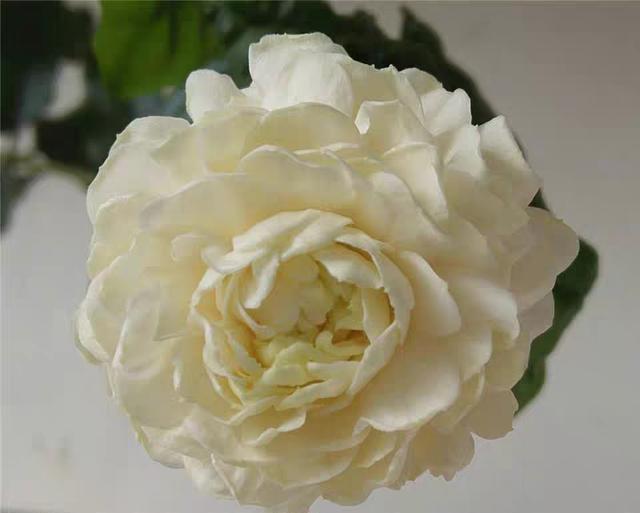 茉莉花的养殖方法和注意事项，冬天茉莉花的养殖方法和注意事项（茉莉花的养殖方法和技巧有哪些）