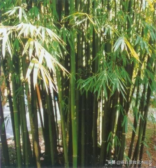 竹子的種類,竹象--垂釣肉食性魚類的特效餌料(竹子的種植方法)