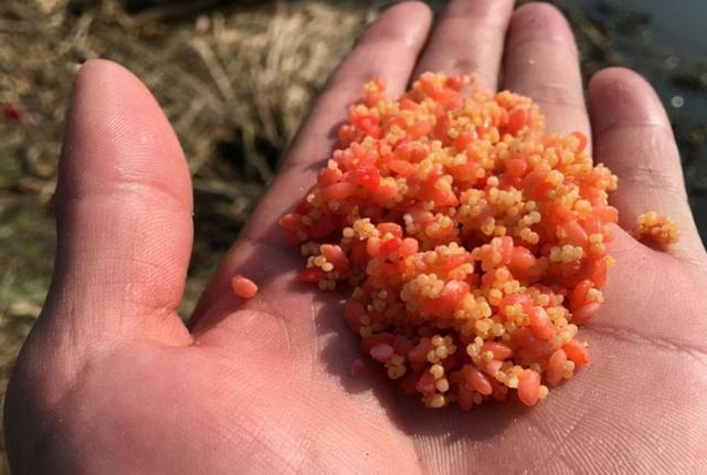 初冬钓鲫鱼方法，冬季鲫鱼钓法（冬天越冷，鱼就越不好钓）