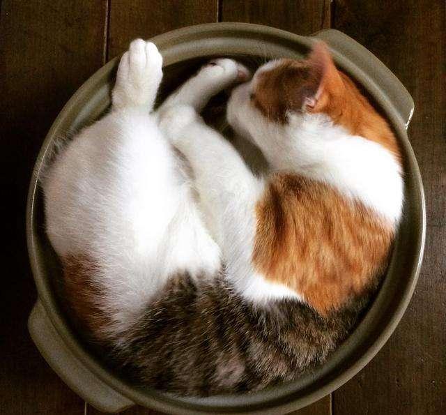 猫怕冷还是怕热，猫咪怕冷还是怕热的表现（如果您家猫有以下行为）