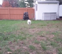 呆萌狗狗，呆萌狗狗道具（呆萌+有趣+憨厚图片）